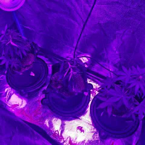 AH growlog photo: Added net