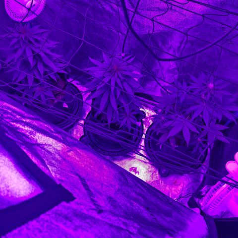 AH growlog photo: Added net