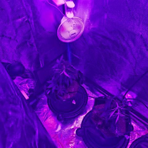 AH growlog photo: Added net