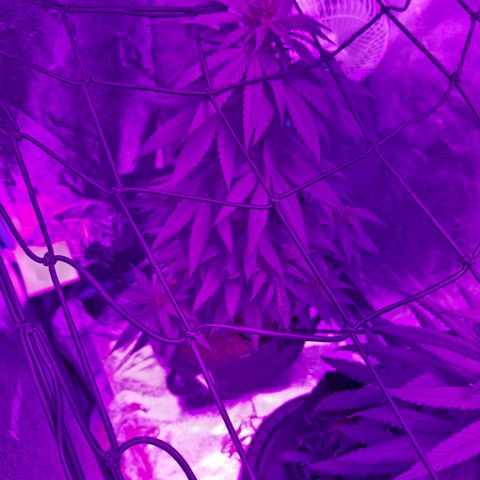 AH growlog photo: Some nut burn