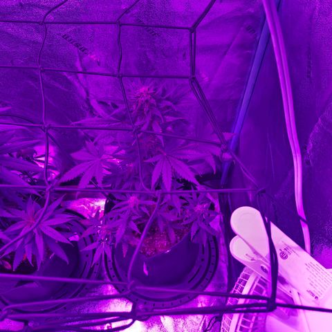 AH growlog photo: Some nut burn