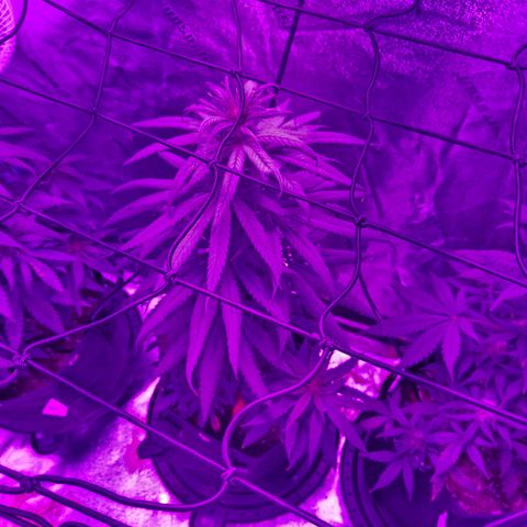 AH growlog photo: Some nut burn