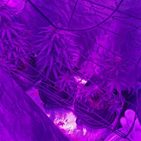 AH growlog photo: Some nut burn