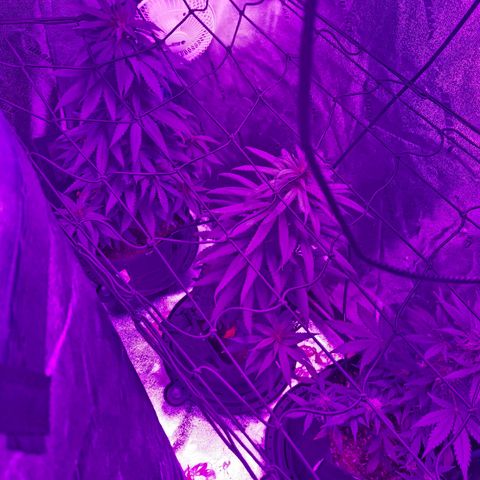 AH growlog photo: Some nut burn
