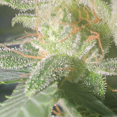 AH growlog timeline photo