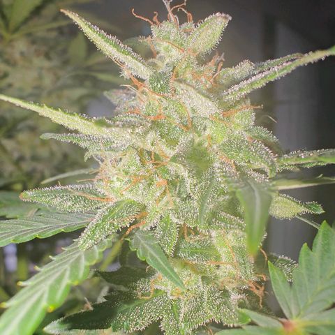 AH growlog timeline photo