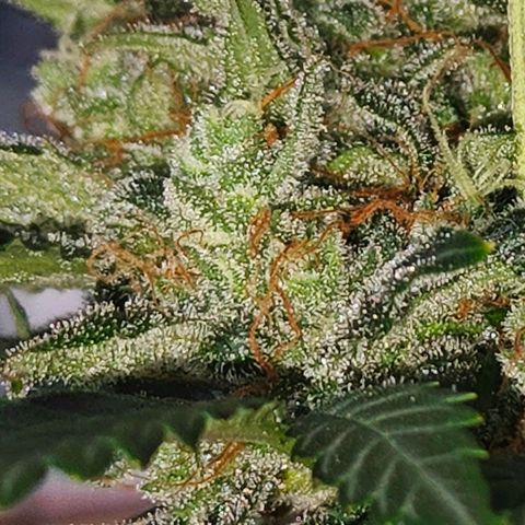 AH growlog timeline photo