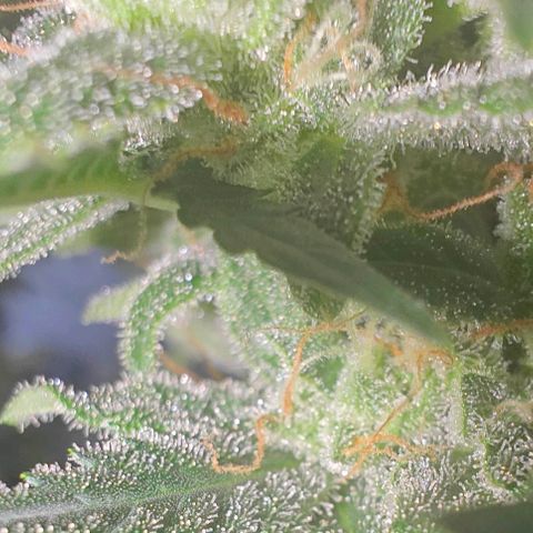 AH growlog timeline photo
