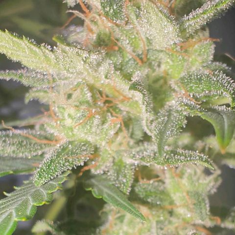 AH growlog timeline photo