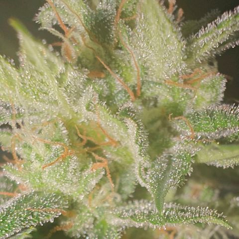 AH growlog timeline photo