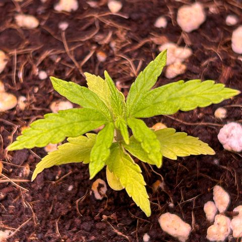 1.0 growlog timeline photo