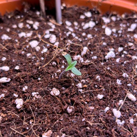 2.0 growlog timeline photo