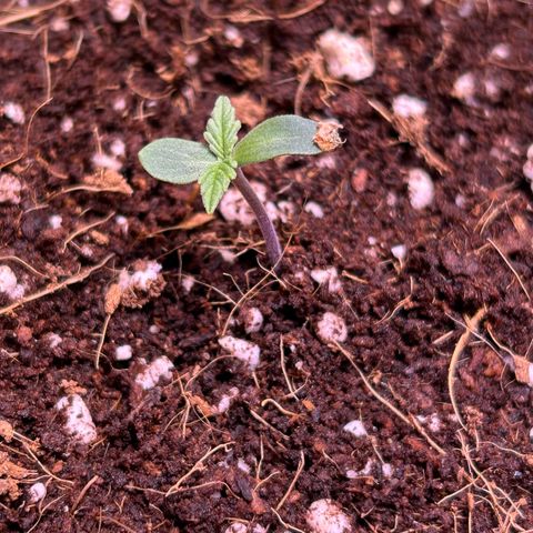 2.0 growlog timeline photo
