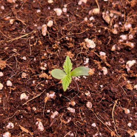 2.0 growlog timeline photo
