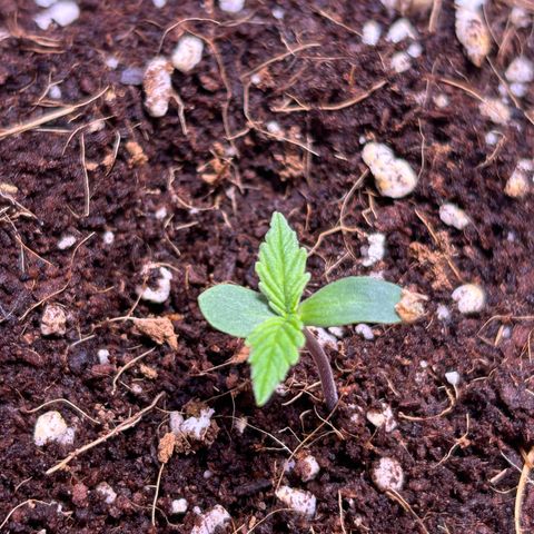 2.0 growlog timeline photo