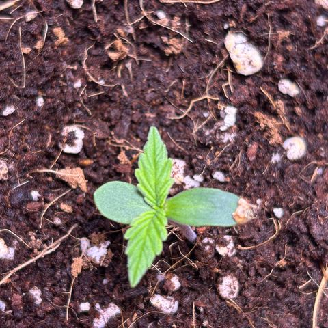 2.0 growlog timeline photo