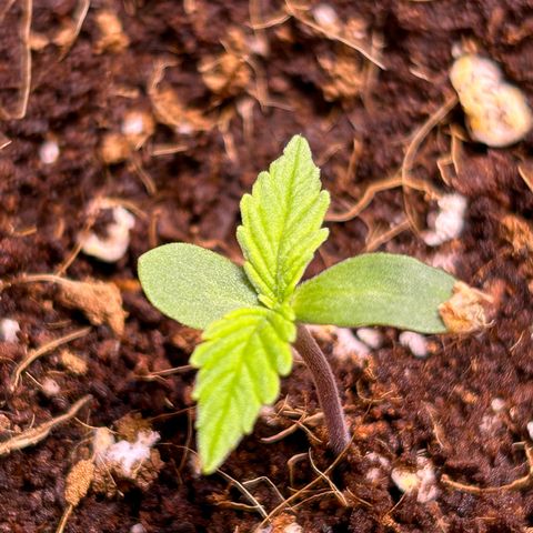 2.0 growlog timeline photo