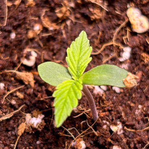 2.0 growlog timeline photo