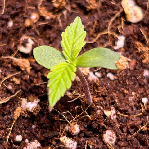 2.0 growlog timeline photo