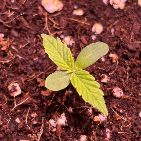 2.0 growlog timeline photo