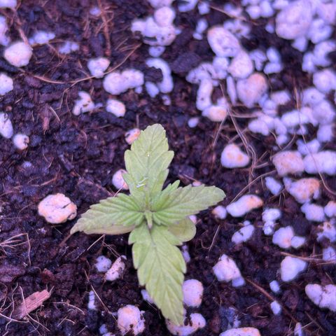1.0 growlog timeline photo