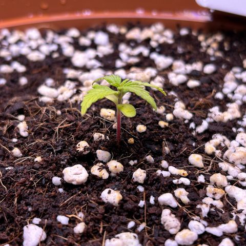 1.0 growlog timeline photo