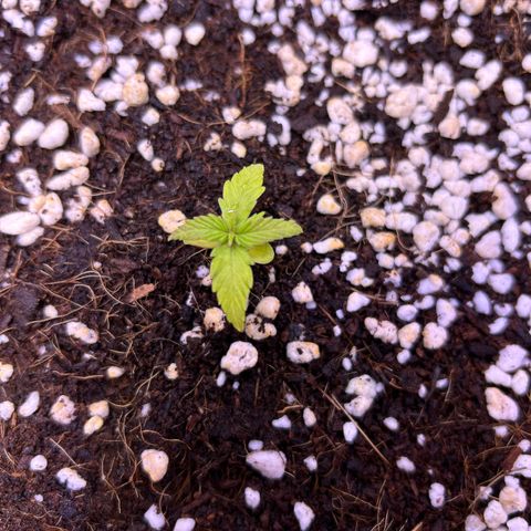 1.0 growlog timeline photo