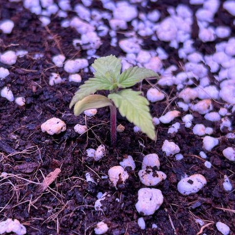 1.0 growlog timeline photo
