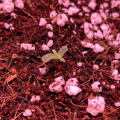 1.0 growlog timeline photo