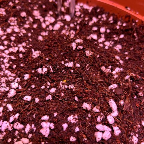 1.0 growlog timeline photo