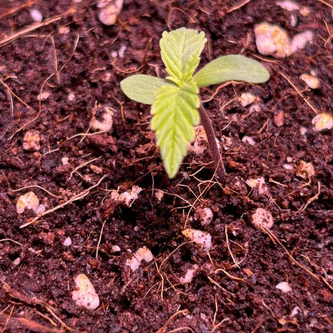2.0 growlog timeline photo