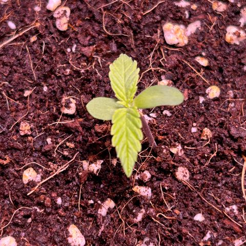 2.0 growlog timeline photo