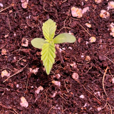 2.0 growlog timeline photo