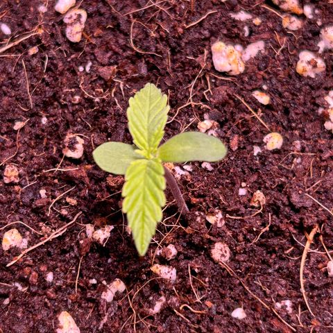 2.0 growlog timeline photo