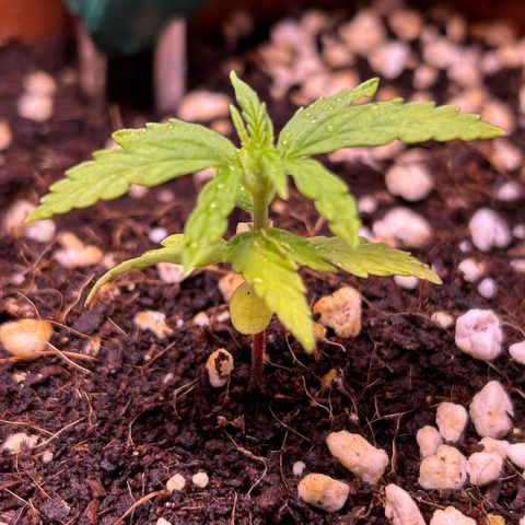 1.0 growlog timeline photo