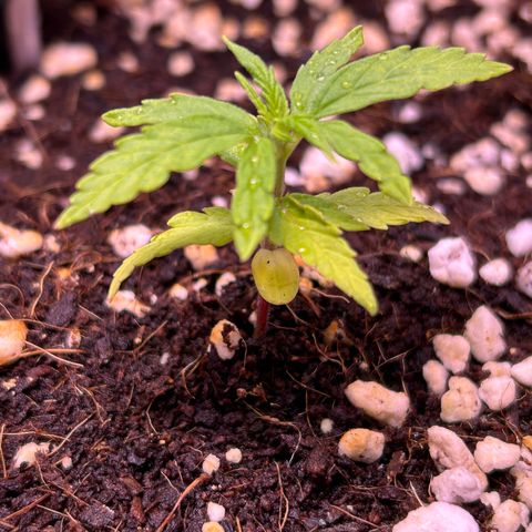 1.0 growlog timeline photo