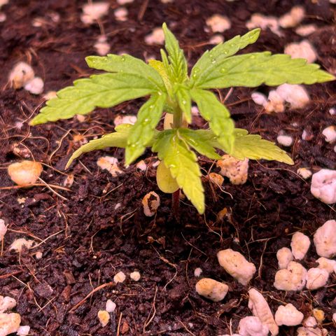 1.0 growlog timeline photo