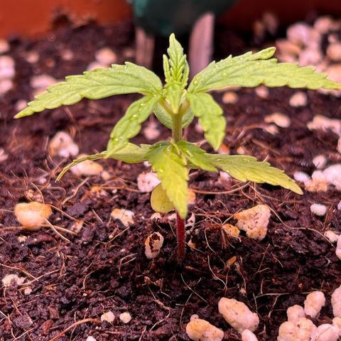 1.0 growlog timeline photo