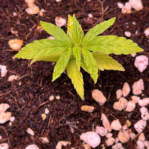 1.0 growlog timeline photo