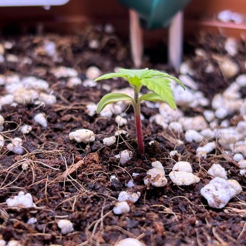 1.0 growlog timeline photo