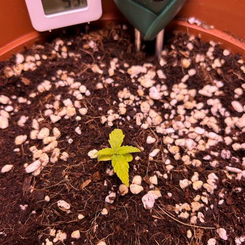 1.0 growlog timeline photo