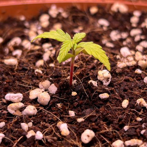 1.0 growlog timeline photo