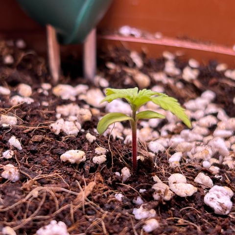 1.0 growlog timeline photo