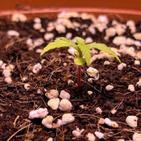 1.0 growlog timeline photo