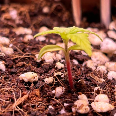 1.0 growlog timeline photo