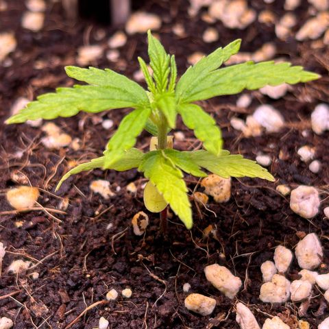 1.0 growlog timeline photo