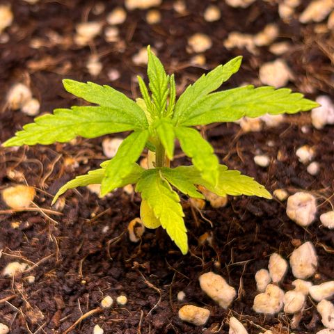 1.0 growlog timeline photo