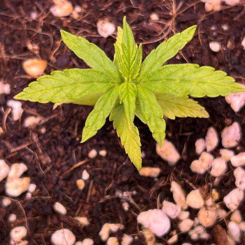 1.0 growlog timeline photo