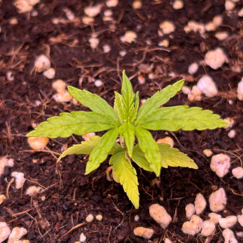1.0 growlog timeline photo