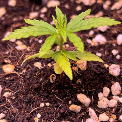 1.0 growlog timeline photo
